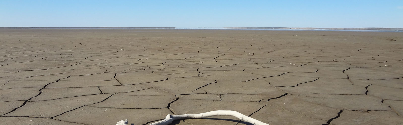 driftwood on dry flat